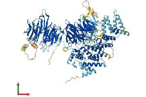 AlphaFold protein structure predicition of Human Recombinant WDR11 Protein, UniprotID Q9BZH6