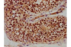 IHC image of ABIN7168592 diluted at 1:400 and staining in paraffin-embedded human testis tissue performed on a Leica BondTM system. (SAGE1 Antikörper  (AA 3-133))