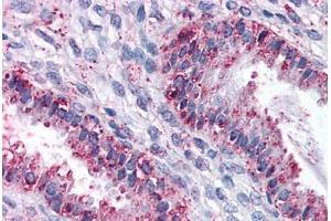Anti-DPEP1 antibody  ABIN960762 IHC staining of human uterus. (DPEP1 Antikörper  (N-Term))