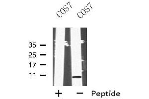 Western blot analysis of MRPL33 using COS7 whole cell lysates