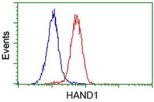 Flow cytometric Analysis of Hela cells, using anti-HAND1 antibody (ABIN2454416), (Red), compared to a nonspecific negative control antibody, (Blue). (HAND1 Antikörper)