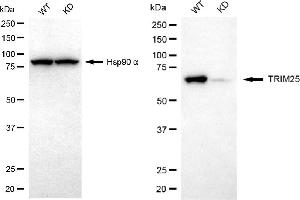 Western blotting analysis using TRIM25 antibody (ABIN7800630). (Rekombinanter TRIM25 Antikörper)