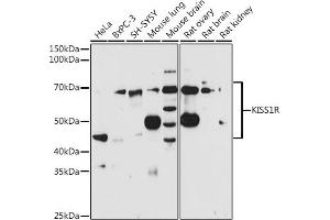 Western blot analysis of extracts of various cell lines, using KISS1R antibody (ABIN3017091, ABIN3017092, ABIN3017093 and ABIN6219946) at 1:1000 dilution. (KISS1R Antikörper)
