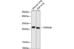 Western blot analysis of extracts of various cell lines, using TSP antibody (ABIN6128850, ABIN6149643, ABIN6149645 and ABIN6217202) at 1:3000 dilution.