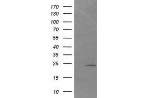 Image no. 1 for anti-DAN Domain Family, Member 5 (DAND5) (AA 23-189) antibody (ABIN1491236) (DAND5 Antikörper  (AA 23-189))