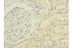 Immunohistochemistry of paraffin-embedded human kidney tissue using ABIN7168218 at dilution of 1:100 (GFM2 Antikörper  (AA 520-779))