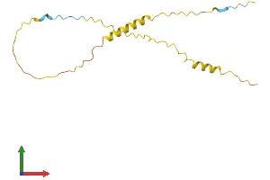 AlphaFold protein structure predicition of Human Recombinant TNP2 Protein, UniprotID Q05952