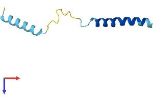 SERP2 Protein (AA 1-65) (Fc Tag)