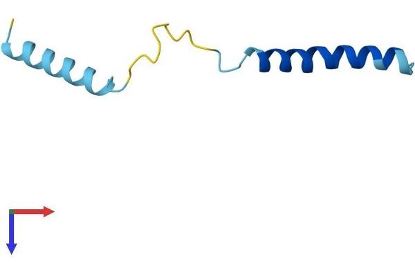 SERP2 Protein (AA 1-65) (Fc Tag)