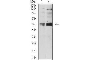 Western blot analysis using HTR3B mouse mAb against SH-SY5Y (1) and Hela (2) cell lysate.
