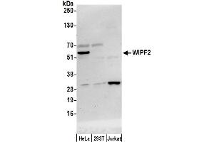 anti-WAS/WASL Interacting Protein Family, Member 2 (WIPF2) (AA 75-125) antibody