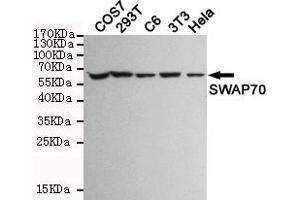 Western blot detection of SW in COS7,293T,C6,3T3 and Hela cell lysates and using SW mouse mAb (1:1000 diluted). (SWAP70 Antikörper)
