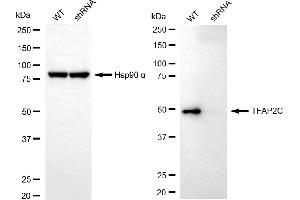 Western blotting analysis using TFAP2C antibody (ABIN7800592).