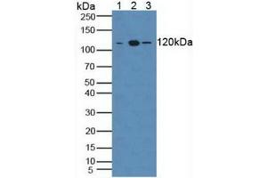 Western blot analysis of (1) Human Blood Cells, (2) Mouse Liver Tissue and (3) Mouse Placenta Tissue.