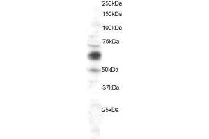 ABIN2561965 staining (1µg/ml) of HeLa lysate (RIPA buffer, 30µg total protein per lane). (COX1 Antikörper  (C-Term))