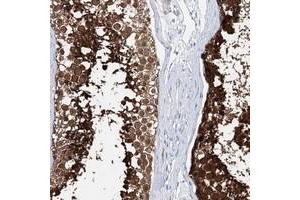 Immunohistochemical staining of human testis with C10orf53 polyclonal antibody  shows strong cytoplasmic positivity in cells in seminiferus ducts. (C10ORF53 Antikörper)