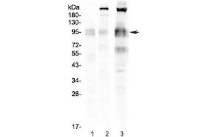 Western blot testing of 1) rat spleen, 2) mouse spleen and 3) mouse RAW lysate with CD68 antibody. (CD68 Antikörper  (AA 312-326))