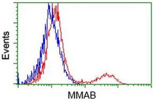 HEK293T cells transfected with either RC204290 overexpress plasmid (Red) or empty vector control plasmid (Blue) were immunostained by anti-MMAB antibody (ABIN2454036), and then analyzed by flow cytometry. (MMAB Antikörper)