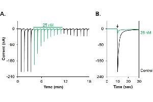 κ-Bungarotoxin inhibits α3/β2 nAChRs expressed in Xenopus oocytes.