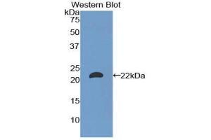 Western Blotting (WB) image for anti-Laminin, alpha 1 (LAMA1) (AA 2640-2773) antibody (ABIN1173228)