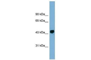 KIAA1704 antibody used at 1 ug/ml to detect target protein. (GPALPP1 Antikörper  (Middle Region))