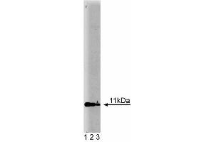 Western blot analysis of Annexin II Light Chain on human endothelial cell lysate.
