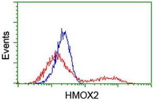 Flow Cytometry (FACS) image for anti-Heme Oxygenase (Decycling) 2 (HMOX2) antibody (ABIN1498687) (HMOX2 Antikörper)