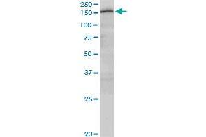 CUX2 monoclonal antibody (M03), clone 2H8. (CUX2 Antikörper  (AA 121-220))