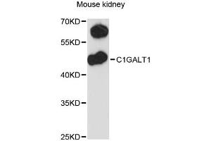 Western blot analysis of extracts of mouse kidney, using C1GALT1 antibody (ABIN6292368) at 1:3000 dilution.