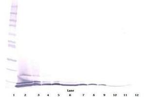 Image no. 3 for anti-Chemokine (C-C Motif) Ligand 26 (CCL26) antibody (ABIN465091) (CCL26 Antikörper)