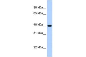 Western Blotting (WB) image for anti-Zinc Finger Protein 187 (ZNF187) antibody (ABIN2463836) (ZNF187 Antikörper)