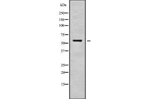 Western blot analysis of VEZF1 using NIH-3T3 whole cell lysates (VEZF1 Antikörper  (Internal Region))