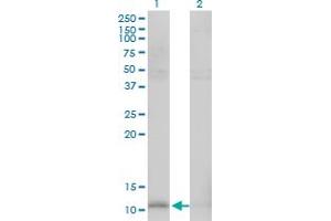 Western Blot analysis of HSPE1 expression in transfected 293T cell line by HSPE1 monoclonal antibody (M01), clone 4C11-B11. (HSPE1 Antikörper  (AA 1-102))