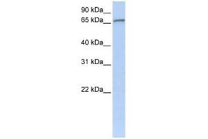ZNF41 antibody used at 0. (ZNF41 Antikörper  (C-Term))
