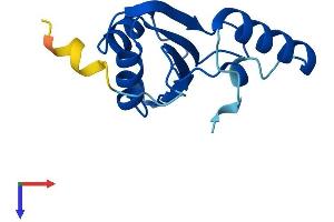Pre-mRNA Branch Site Protein p14 (SF3B14) (AA 1-125) protein (His tag)