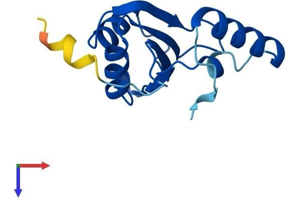 Pre-mRNA Branch Site Protein p14 (SF3B14) (AA 1-125) protein (His tag)