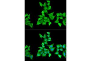 Immunofluorescence (IF) image for anti-Hyaluronan and Proteoglycan Link Protein 1 (HAPLN1) (AA 165-354) antibody (ABIN6141602)
