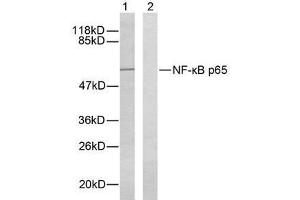 Western blot analysis of extracts from HeLa cells using NF-κB p65 ( Ab-276) antibody (E021011). (NF-kB p65 Antikörper)