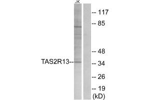 Western blot analysis of extracts from Jurkat cells, using TAS2R13 antibody. (TAS2R13 Antikörper  (Internal Region))