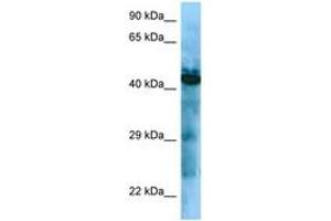 Image no. 1 for anti-Growth Hormone Secretagogue Receptor (GHSR) (AA 237-286) antibody (ABIN6748308)