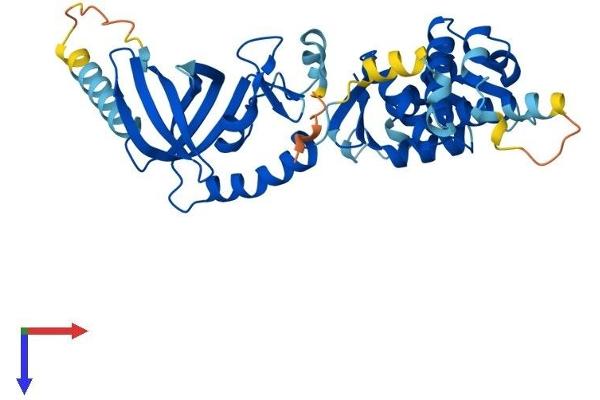 OBFC1 Protein (AA 1-368) (His tag)