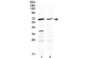 Western blot testing of human 1) HepG2 and 2) MCF7 cell lysate with MAK antibody at 0. (MAK Antikörper  (AA 588-623))
