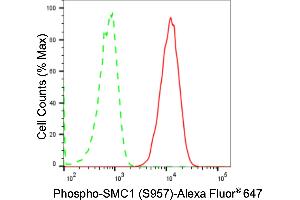 Flow cytometric analysis of Phospho-SMC1 (S957) expression in HAP-1 cells using Phospho-SMC1 (S957) antibody (ABIN7800447), 1:2,000). (Rekombinanter SMC1A Antikörper  (pSer957))