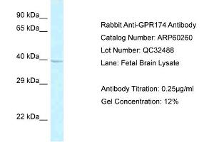 Western Blotting (WB) image for anti-G Protein-Coupled Receptor 174 (GPR174) (C-Term) antibody (ABIN2774282) (GPR174 Antikörper  (C-Term))