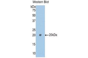 Western Blotting (WB) image for anti-Carboxypeptidase E (CPE) (AA 318-476) antibody (ABIN1176423) (CPE Antikörper  (AA 318-476))