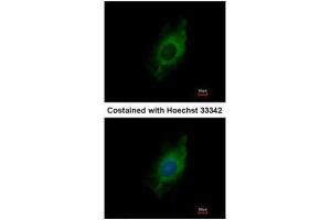 Immunofluorescence (IF) image for anti-Kinesin Family Member 5A (KIF5A) (C-Term) antibody (ABIN2855981)