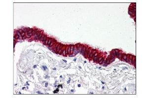 Image no. 1 for anti-SCO2 Cytochrome C Oxidase Assembly Protein (SCO2) (C-Term) antibody (ABIN303242) (SCO2 Antikörper  (C-Term))
