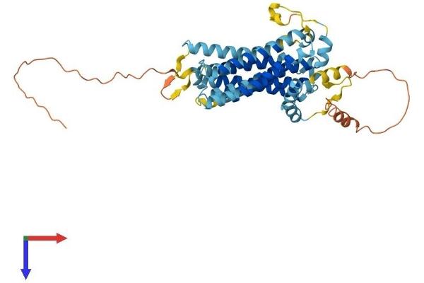 TMEM184B Protein (AA 1-407) (His tag)