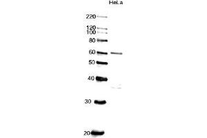 Western Blotting (WB) image for anti-Cell Division Cycle 6 Homolog (S. Cerevisiae) (CDC6) (AA 1-326) antibody (ABIN2451939) (CDC6 Antikörper  (AA 1-326))