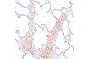 Immunohistochemistry (IHC) image for anti-Receptor Accessory Protein 2 (REEP2) (Middle Region) antibody (ABIN1031057) (REEP2 Antikörper  (Middle Region))